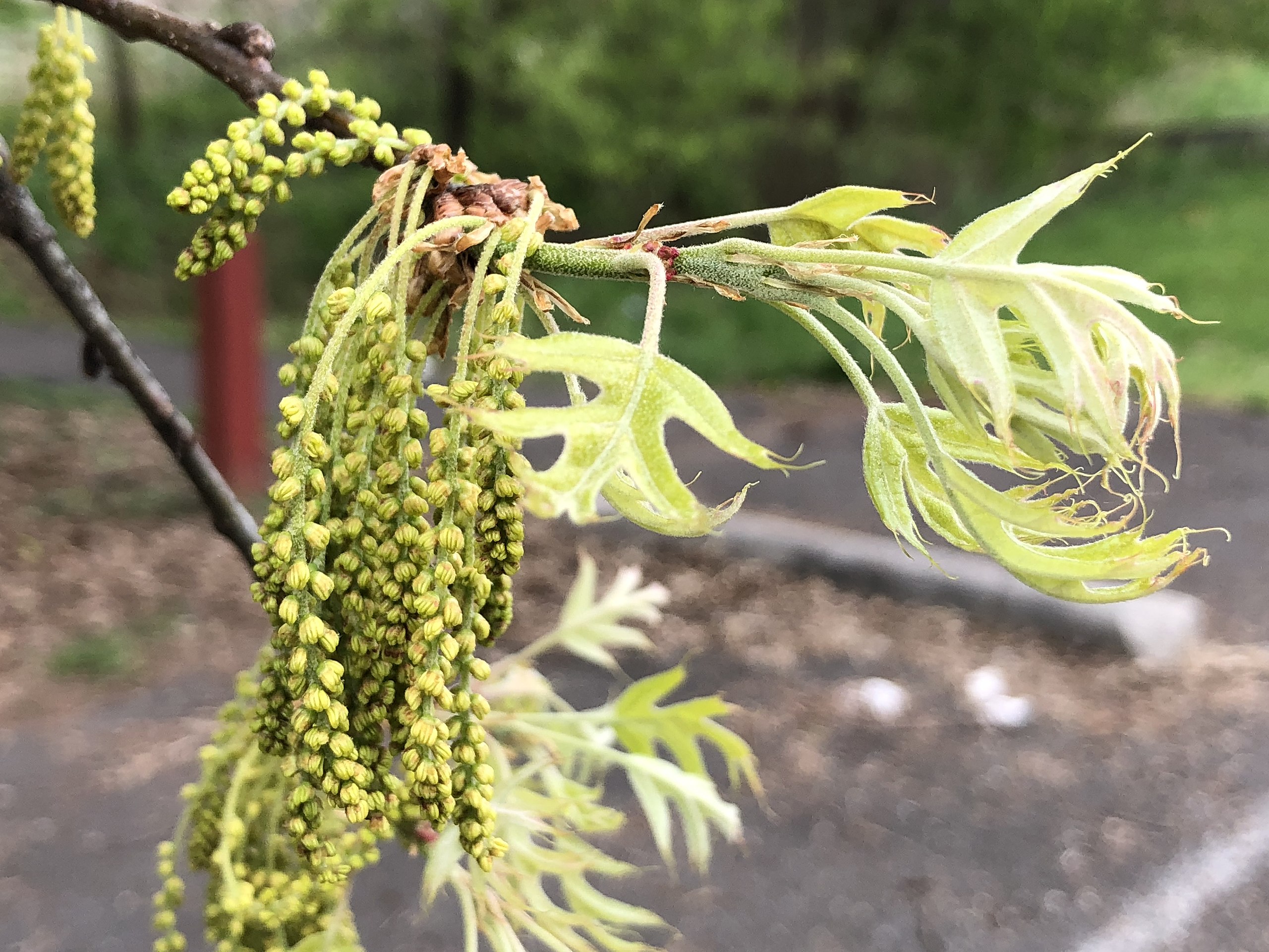 Flowers on trees.